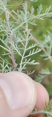 Artemisia macrantha