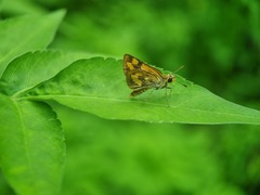 Taractrocera archias