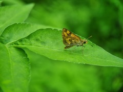 Taractrocera archias