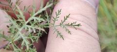 Artemisia macrantha