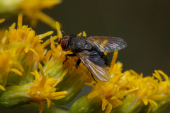 Tachinidae