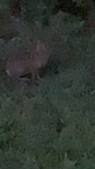 Leporidae