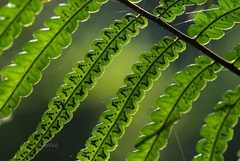 Gymnosphaera podophylla