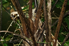 Gymnosphaera podophylla