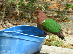 Chalcophaps longirostris