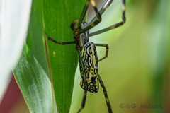 Trichonephila clavata