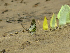 Graphium antiphates