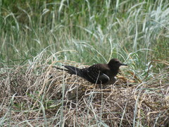 Onychoprion fuscatus