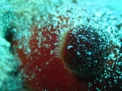 Halocynthia papillosa