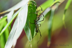 Trichonephila clavata