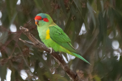 Glossopsitta concinna