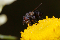 Tachinidae