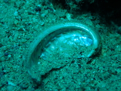 Haliotis tuberculata