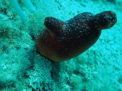 Halocynthia papillosa