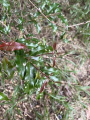 Syzygium anisatum