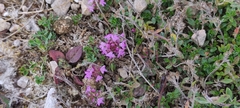 Thymus praecox