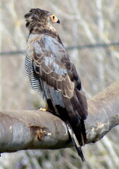 Polyboroides typus typus