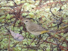 Setophaga palmarum palmarum
