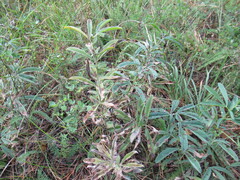 Thermopsis lanceolata
