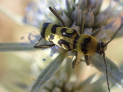 Chlorophorus varius