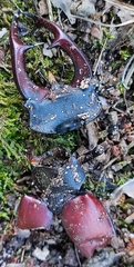 Lucanus cervus