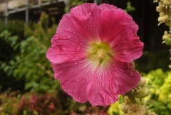 Alcea rosea