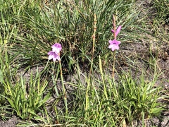 Watsonia mtamvunae