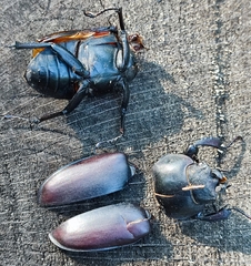 Lucanus cervus