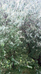 Elaeagnus angustifolia