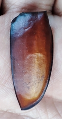 Lucanus cervus