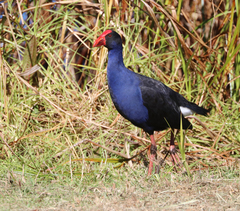 Porphyrio melanotus