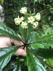 Pittosporum rubiginosum