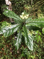 Pittosporum rubiginosum