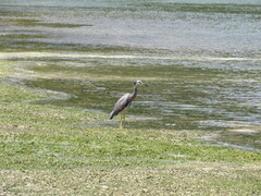 Egretta novaehollandiae