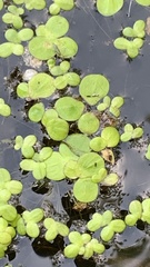 Spirodela polyrhiza