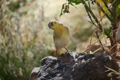 Ploceus velatus