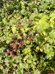 Rubus fruticosus