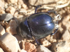 Trypocopris