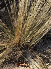 Austrostipa stipoides