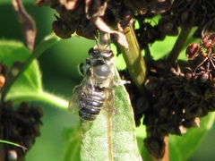 Litomegachile