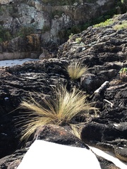 Austrostipa stipoides