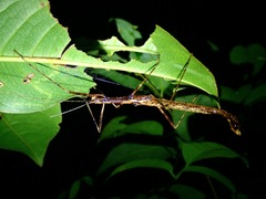 Asceles
