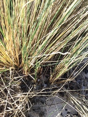 Austrostipa stipoides