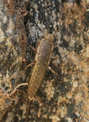 Ctenolepisma