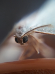 Campaea margaritaria