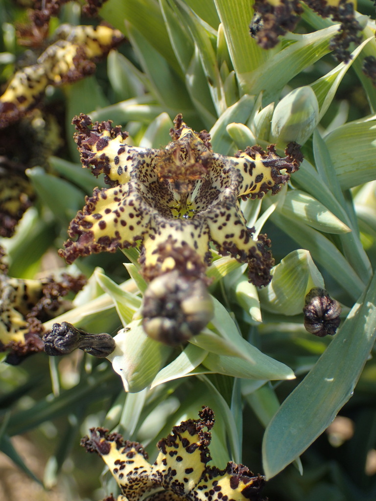 Ferraria schaeferi, Port Nolloth, 8280, South Africa