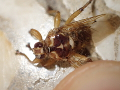 Hippoboscidae