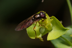 Melanostoma mellinum