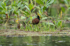 Jacana spinosa