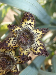 Ferraria schaeferi